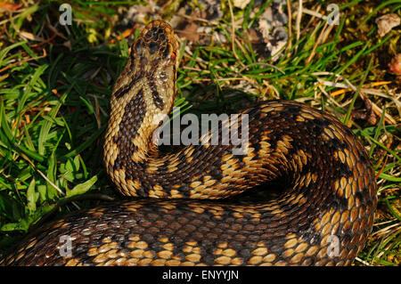 Adder Foto Stock