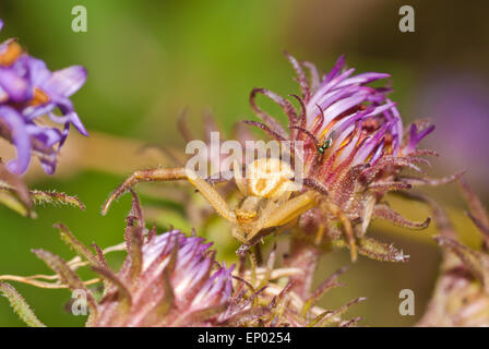 Golden asta ragno granchio, Misumena vatia, nascosto tra tarda estate aster blossoms, Symphyotrichum ciliolatum. Foto Stock