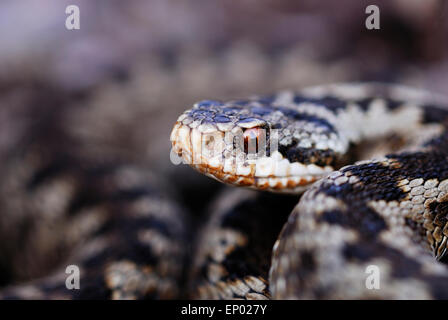 Adder Foto Stock