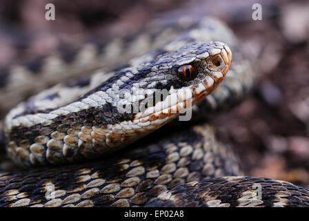 Adder Foto Stock