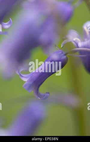 Bluebell: Hyacinthoides non scripta. Surrey, Inghilterra Foto Stock