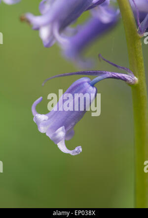 Bluebell: Hyacinthoides non scripta. Surrey, Inghilterra Foto Stock