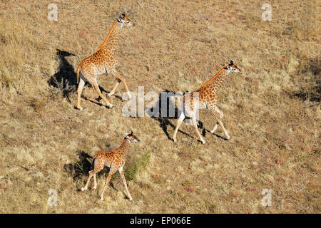 Vista aerea di esecuzione le giraffe (Giraffa camelopardalis), Sud Africa Foto Stock