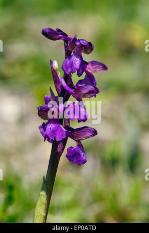 Green-Winged Orchidea (Orchis morio). Howell Hill Riserva Naturale, Ewell, Surrey, Inghilterra. Foto Stock