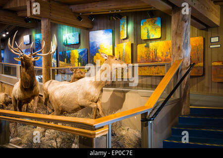 La fauna selvatica visualizza a Jackson Hole Visitor Center, Jackson Hole, Wyoming USA Foto Stock