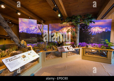 La fauna selvatica visualizza a Jackson Hole Visitor Center, Jackson Hole, Wyoming USA Foto Stock