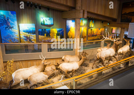 La fauna selvatica visualizza a Jackson Hole Visitor Center, Jackson Hole, Wyoming USA Foto Stock