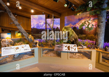 La fauna selvatica visualizza a Jackson Hole Visitor Center, Jackson Hole, Wyoming USA Foto Stock