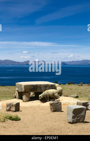 Pecore al pascolo intorno il cerimoniale di tavola su Isla del Sol (Isola del Sole) nel Lago Titicaca, Bolivia Foto Stock