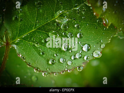 Close up di gocce di pioggia sulla foglia di un rosaio Foto Stock