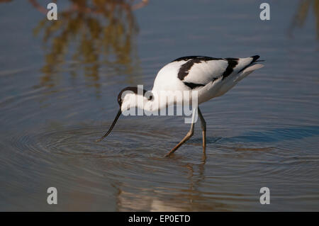 Un avocet alimentando in acque poco profonde a RSPB Titchwell paludi, Norfolk, Regno Unito Foto Stock