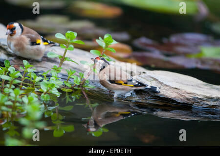 Cardellini visitare un laghetto in giardino a bere e lavarsi, Hastings, East Sussex, Regno Unito Foto Stock