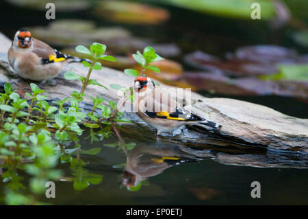 Cardellini visitare un laghetto in giardino a bere e lavarsi, Hastings, East Sussex, Regno Unito Foto Stock