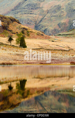 Un particolare colpo di alberi si riflette in una calma Blea Tarn, Lake District inglese Foto Stock