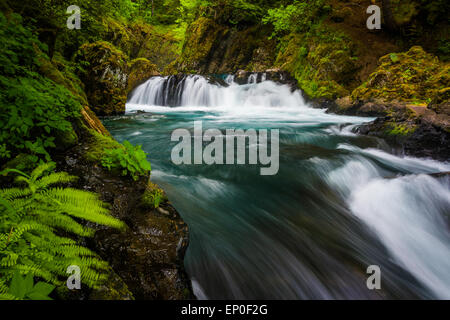 Le felci e le cascate sul Little White Salmon River sotto spirito scende, in Columbia River Gorge, Washington. Foto Stock