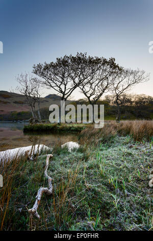 Una serena mattina presto di scena a Crummock acqua, Lake District Foto Stock