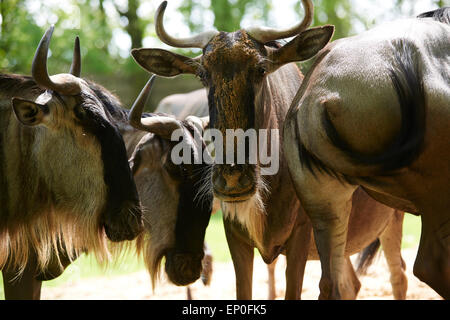 Blue Gnu (Connochaetes taurinus), gruppo di blu wildebeests guardando la fotocamera Foto Stock