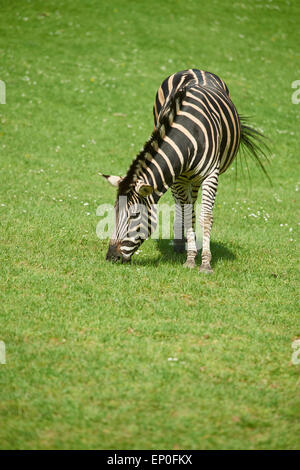 Fleeming zebra comune (Equus qagga), sottospecie Chapman-zebre (Equus quagga chapmani) verde prato sfondo Foto Stock