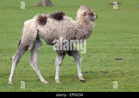 Un giovane Bactrian Camel a camminare in un campo Foto Stock