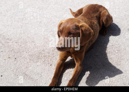 Stanco cane giacciono su una strada stretta fino Foto Stock