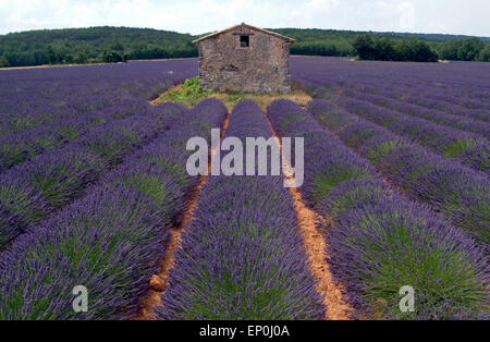Campo di lavanda (Lavendula angustifolia) Provence Francia meridionale Foto Stock