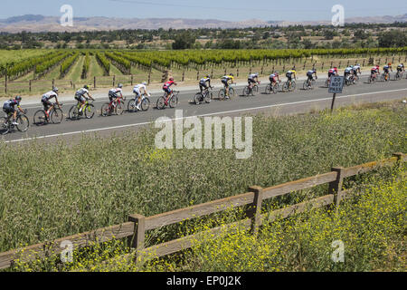 Livermore, California, Stati Uniti d'America. Il 12 maggio 2015. Martedì, 12 Maggio 2015.La Amgen tour della California peloton passa attraverso il paese di vigna lungo Vallecitos Rd in Livermore, California, durante la terza tappa. Il giorno comincia e termina in San Jose e include 4,216 piedi di Mt. Hamilton. Credito: Tracy Barbutes/ZUMA filo/Alamy Live News Foto Stock