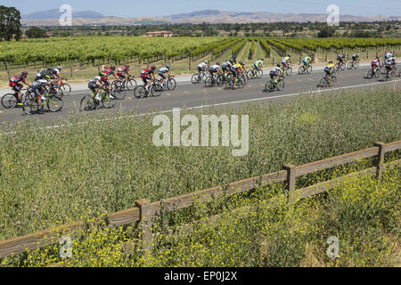 Livermore, California, Stati Uniti d'America. Il 12 maggio 2015. Martedì, 12 Maggio 2015.La Amgen tour della California peloton passa attraverso il paese di vigna lungo Vallecitos Rd in Livermore, California, durante la terza tappa. Il giorno comincia e termina in San Jose e include 4,216 piedi di Mt. Hamilton. Credito: Tracy Barbutes/ZUMA filo/Alamy Live News Foto Stock