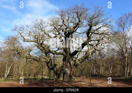 Quercia Major, un grande Inglese quercia (Quercus robor), nella Foresta di Sherwood vicino Edwinstowe, Nottinghamshire, Inghilterra Foto Stock