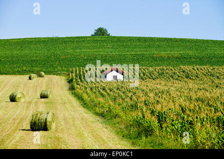 I campi con fieno e cornfield (Zea mays) in Francia Europa Foto Stock