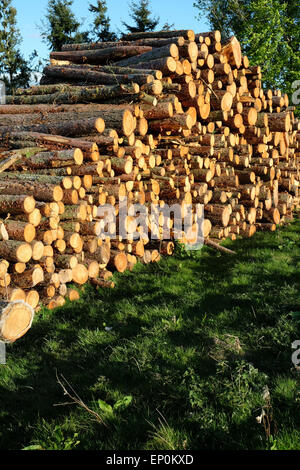 Registra un palo grande pila di tagliare il legno di pino tree logs impilati in un campo di Herefordshire UK Foto Stock