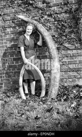 Die Mitarbeiterin eines Elfenbein verarbeitenden Betriebs posiert mit drei Stoßzähnen, Deutschland 1954. Un lavoratore di un pr di avorio Foto Stock