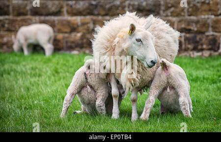 Due agnelli succhiare il latte dalla loro madre. Foto Stock