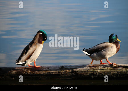 Anatre su un tronco. Foto Stock