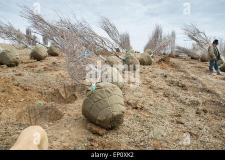 Alberi pronti per la semina in un vivaio in Street, Maryland Foto Stock