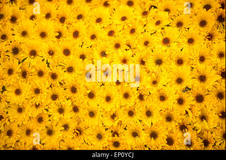 Black Eyed Susan fiori in Baltimore, Maryland, Stati Uniti d'America Foto Stock