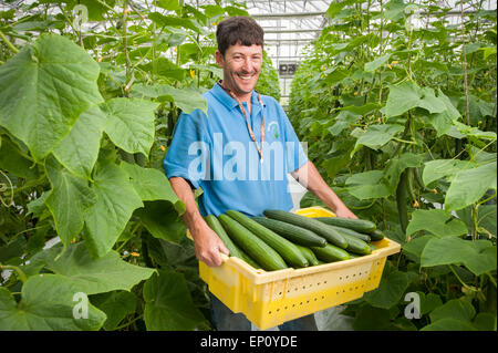 Uomo con scatola di plastica di raccolti i cetrioli di serra in Cordova, Maryland, Stati Uniti d'America Foto Stock