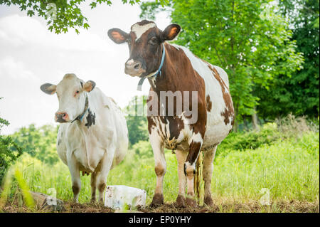Due mucche in piedi in un campo in Honesdale, PA. Foto Stock