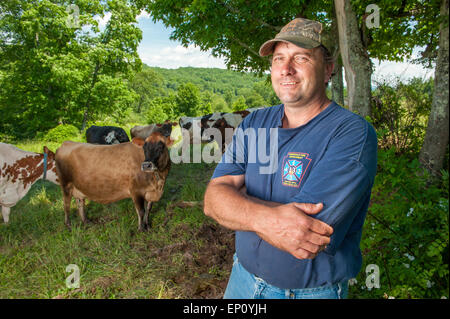 Uomo in piedi con le mucche in un campo di Honesdale, PA. Foto Stock