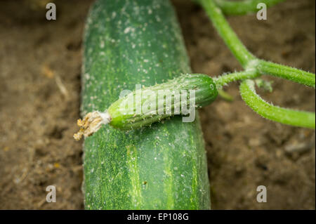 Close-up di cetriolo piccolo sulla parte superiore del cetriolo più grande che cresce in un campo nei pressi di Federalsburg, Maryland, Stati Uniti d'America Foto Stock