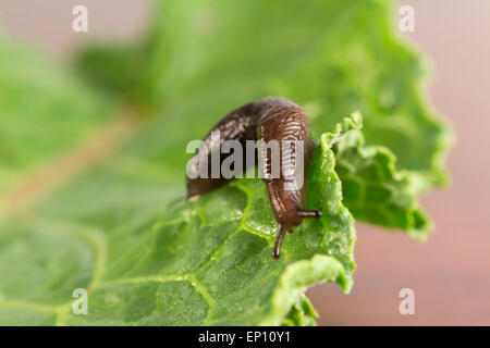 Giardino in comune slug schlittert lungo una foglia in stretta fino foto macro Foto Stock