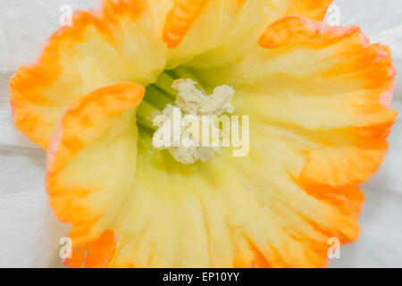 Giallo e Bianco daffodil in macro close up focus sulla stigmatizzazione con profondità di campo Foto Stock