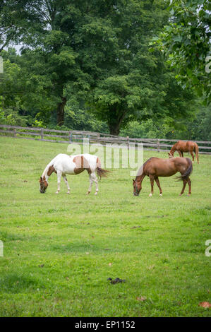 Cavalli al pascolo in un pascolo in Wheaton, Maryland, Stati Uniti d'America Foto Stock