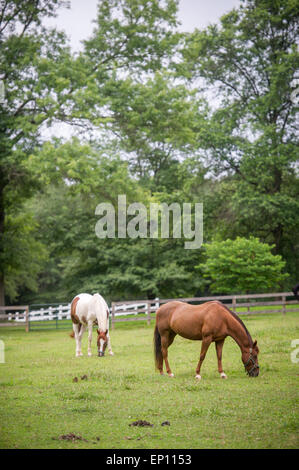 Cavalli al pascolo in un pascolo in Wheaton, Maryland, Stati Uniti d'America Foto Stock