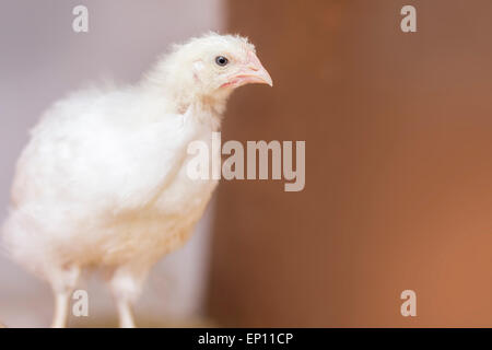 Pollo adolescenziale appollaiato nel pollaio in background di fattoria Foto Stock