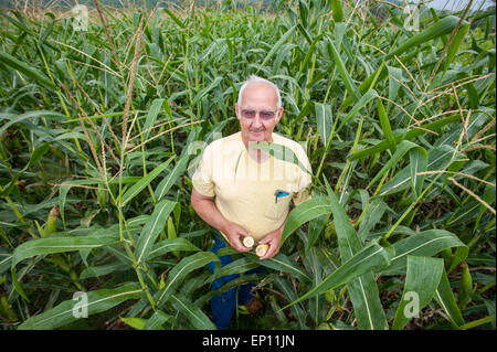 L'agricoltore maschio in cornfield tenendo il grano (mais). Foto Stock