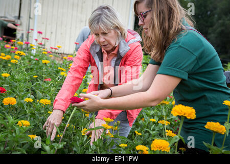 Donne in cerca di fiori in Fallston, Maryland, Stati Uniti d'America Foto Stock