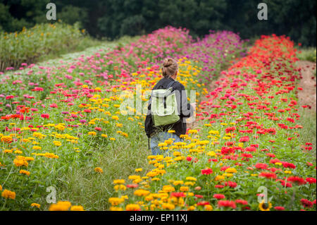 Donna con uno zaino, guardando Zinnas crescendo a un allevamento di fiore in Fallston, Maryland, Stati Uniti d'America Foto Stock