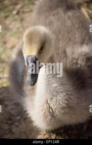 Ritratto di un giovane oca soffici close up Foto Stock