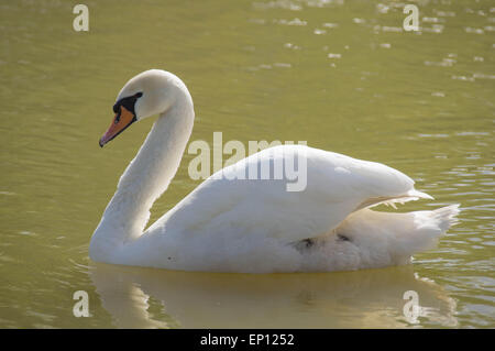 Il White Swan galleggiante su un laghetto Foto Stock