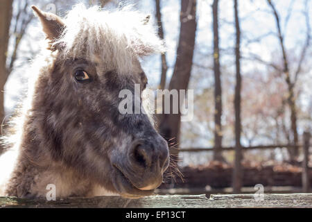Pony grigio con pelliccia folta e argento mane guarda oltre il suo recinto in questa fattoria ritratto Foto Stock